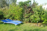 Ferienhaus in Diedrichshagen - Stolteraa - Waldweg 54 - Blick von der Terrasse in den Gartenbereich