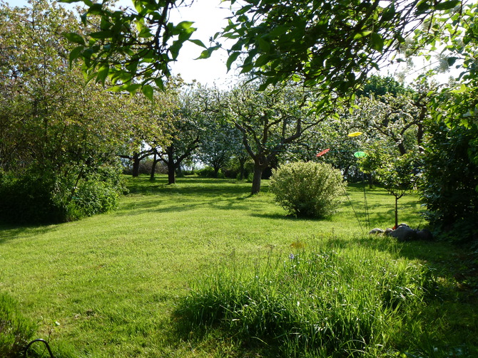 Ferienhaus in Döhnsdorf - Landhaus Unter dem Reetdach - Obstgarten