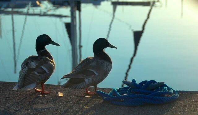 Ferienwohnung in Neustadt - ancora Marina Haus 2 Nr. 05, Typ 1 - Bild 14