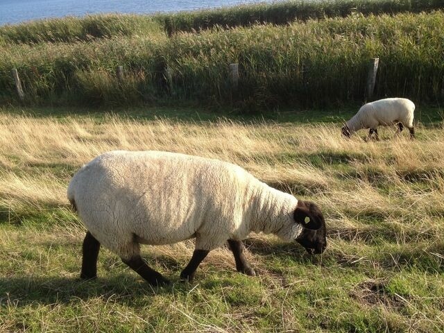 Ferienhaus in Fehmarn OT Sulsdorf - Bauernhof Kleingarn-Landhus Reihenhaus Nr. 22 - Bild 21 Ferienhaus in Fehmarn OT Sulsdorf - Bauernhof Kleingarn-Landhus Reihenhaus Nr. 22 - Bild 21