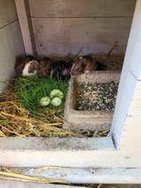 Ferienwohnung in Fehmarn OT Todendorf - Ferienhof Manowski Nr.2 - Bild 19