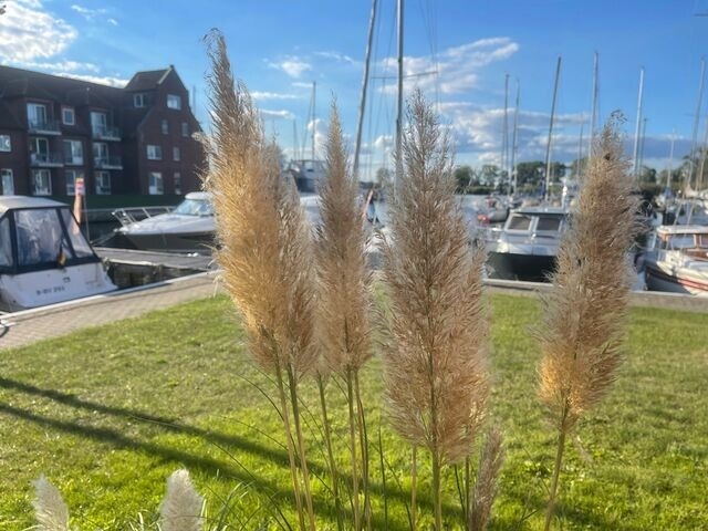 Ferienwohnung in Ueckermünde - Lagunenstadt am Haff Fewo 66 - Strandvogt - Bild 11