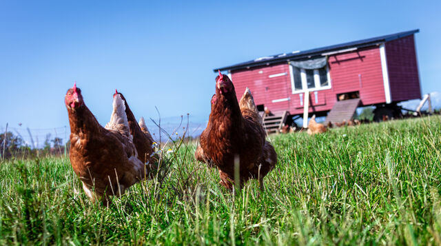 Ferienwohnung in Fehmarn OT D&auml;nschendorf - Villa Jala - Bild 24