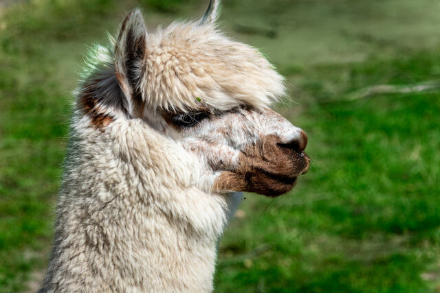 Ferienwohnung in Fehmarn OT D&auml;nschendorf - Villa Jala - Bild 25