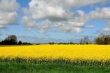Ferienwohnung in Fehmarn - Südwind - Bild 17
