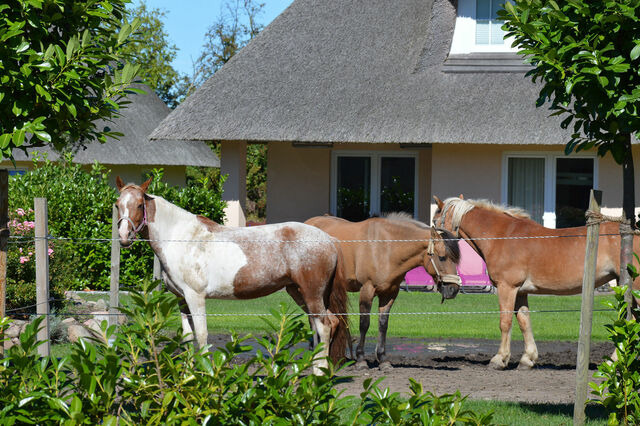 Ferienwohnung in Fehmarn OT Staberdorf - Landhaus 4 - Bild 18