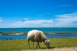 Ferienwohnung in Fehmarn OT Petersdorf - Ferienwohnung Achtern Diek - Bild 10