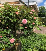 Bungalow in Lensterstrand - Strandläufer - Bild 20