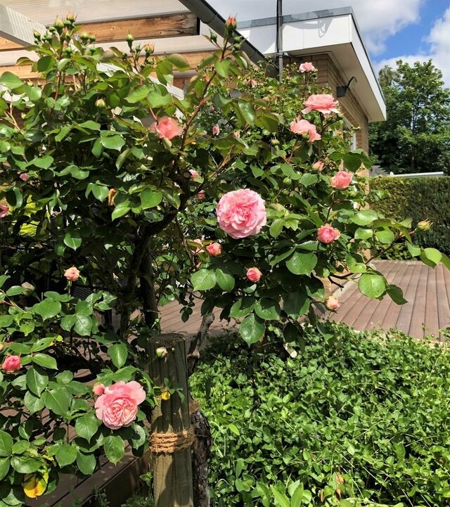 Bungalow in Lensterstrand - Strandläufer - Bild 20