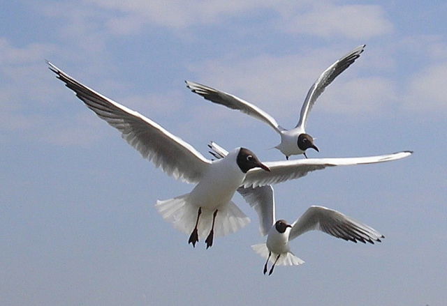 Ferienwohnung in Ostseeheilbad Zingst - Ferienwohnung M&ouml;we - Bild 11