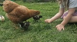 Ferienwohnung in Riepsdorf - Urlaub mit Hund - aktuell noch freie Kapazit&auml;ten im Sommer! - Bild 11