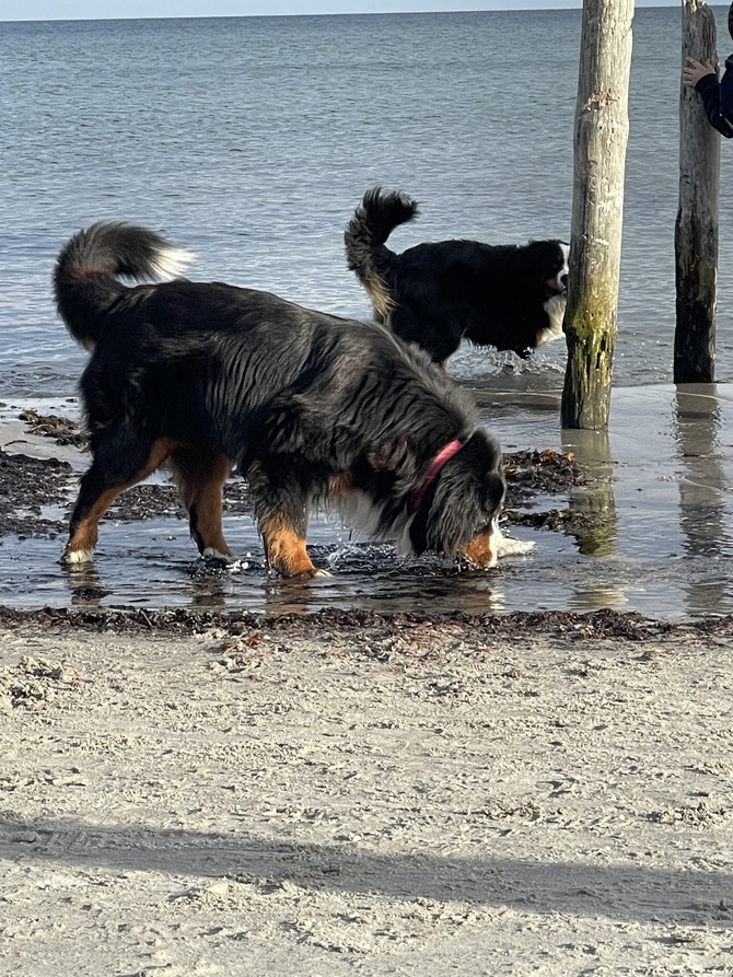 Ferienwohnung in Juliusruh - MeinStrandnest - Bild 16