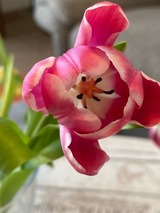 Ferienwohnung in Ostseeheilbad Zingst - Boddenkieker 04 - Bild 9