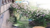 Ferienwohnung in Fuhlendorf - Boddenzauber - Bild 13