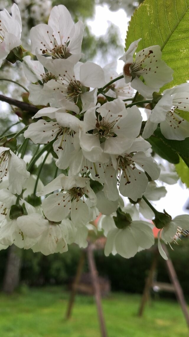 Ferienhaus in Kellenhusen - Ferienhaus Fl&ouml;rkes - Bild 24