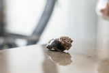 Ferienwohnung in Laboe - B&ouml;rn Hafenkaj&uuml;te - Bild 7