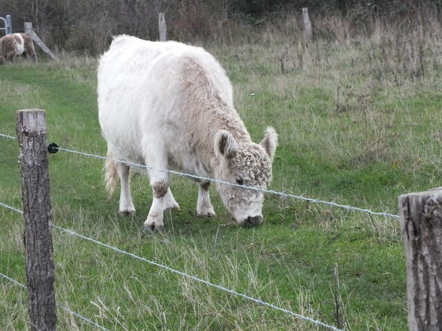 Ferienwohnung in Heiligenhafen - Ferienwohnung Alafia - Bild 16 Ferienwohnung in Heiligenhafen - Ferienwohnung Alafia - Bild 16