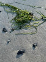 Ferienwohnung in Dranske - Kapitänskajüte am Bakenberg- D21 - Bild 11 Ferienwohnung in Dranske - Kapitänskajüte am Bakenberg- D21 - Bild 11