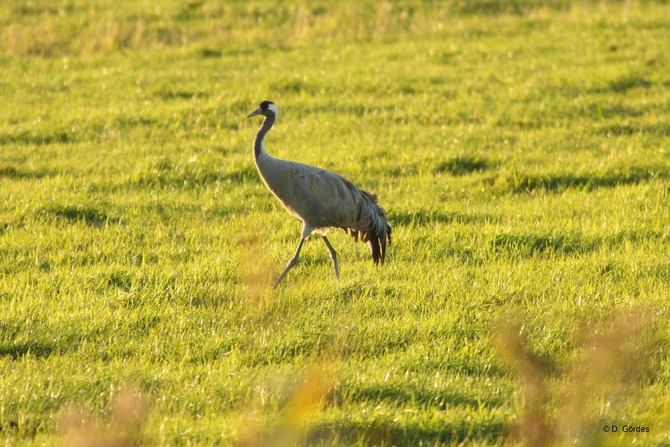 Ferienwohnung in Rostock - Ferienwohung Ostseewald - Bild 21