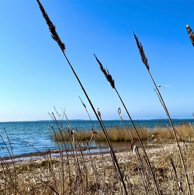 Ferienhaus in Nisdorf OT Altenpleen - FeHa Boddenperle NILO Nisdorf mit Sauna im Badezimmer, E-Ladestation vorhanden - Bild 6